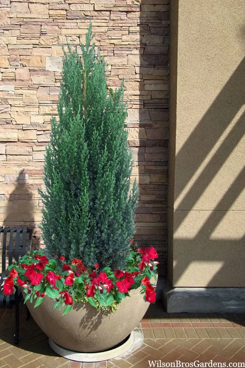 Blue Point Juniper - 1 Gallon Pot - Image 4