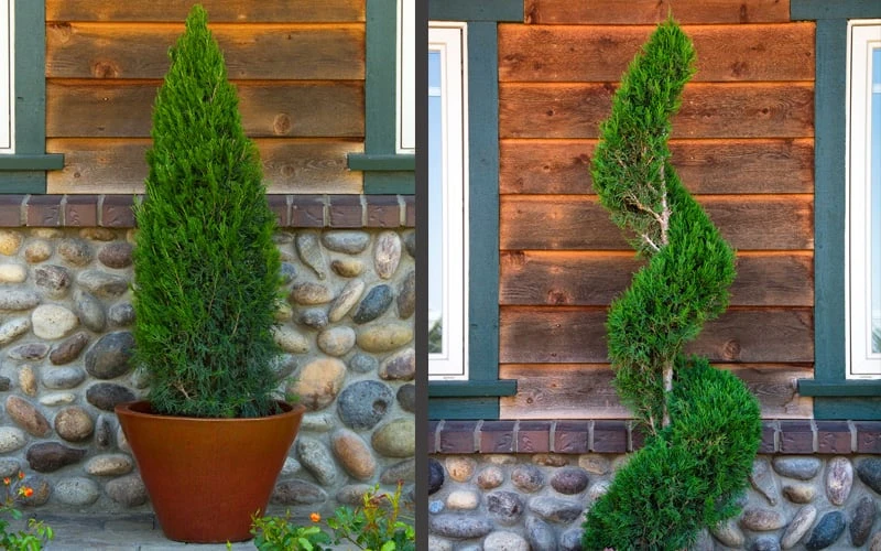 Spartan Juniper - 6 Pack Of 1 Gallon Pots - Image 6