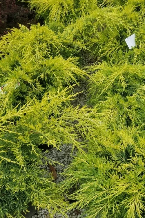 Gold Lace Juniper - 1 Gallon Pot - Image 5