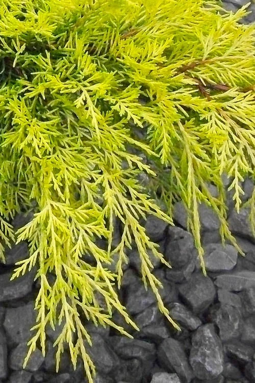 Gold Lace Juniper - 1 Gallon Pot - Image 4