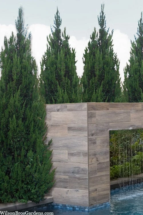 Spartan Juniper - 6 Pack Of 1 Gallon Pots - Image 5