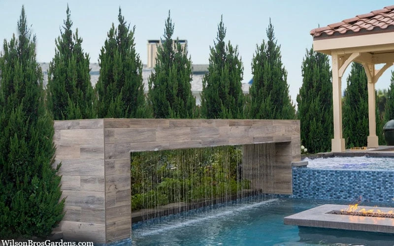 Spartan Juniper - 6 Pack Of 1 Gallon Pots - Image 4