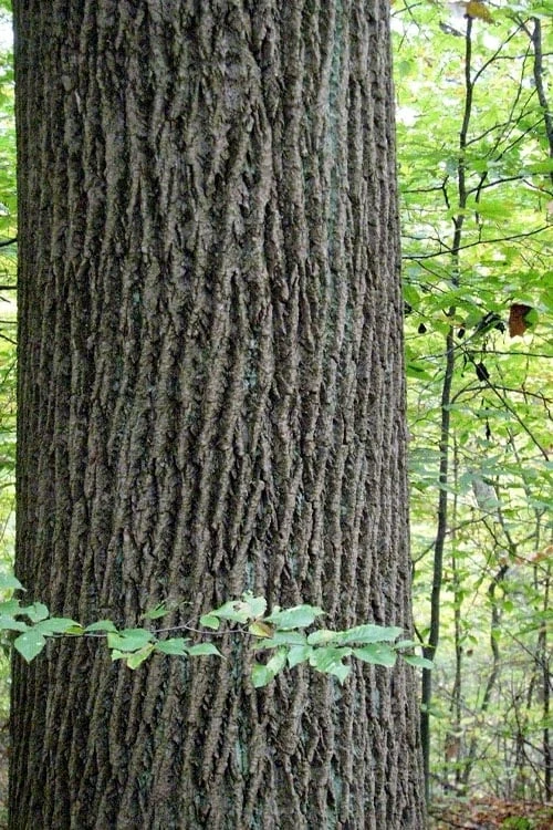 Tulip Poplar Tree - 3 Gallon Pot - Image 10
