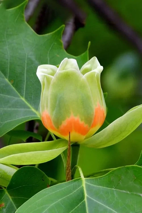 Tulip Poplar Tree - 3 Gallon Pot - Image 7