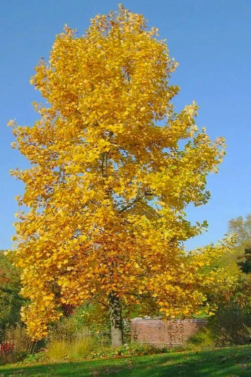 Tulip Poplar Tree - 3 Gallon Pot - Image 6