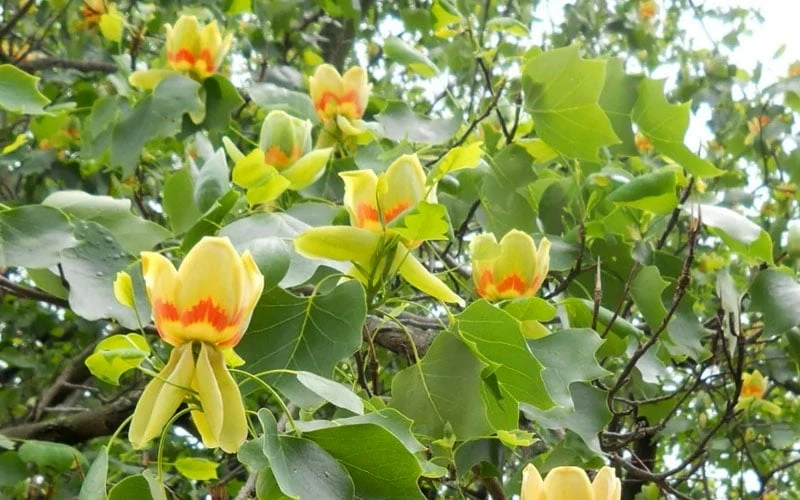 Tulip Poplar Tree - 3 Gallon Pot - Image 8