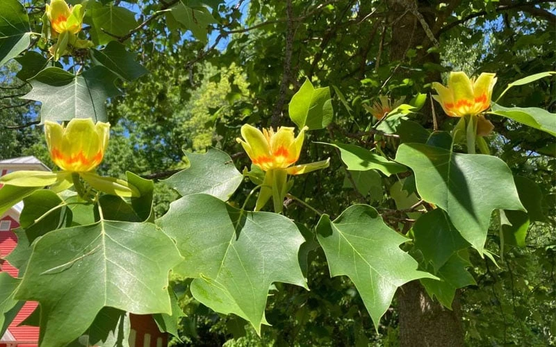 Tulip Poplar Tree - 3 Gallon Pot - Image 9