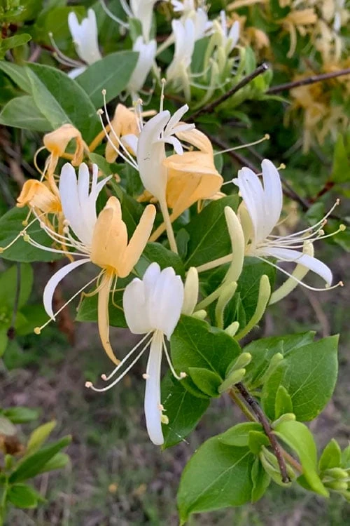 Hall's Hardy Honeysuckle Vine (Lonicera Japonica 'Halliana') - 2 Gallon Pot - Image 4