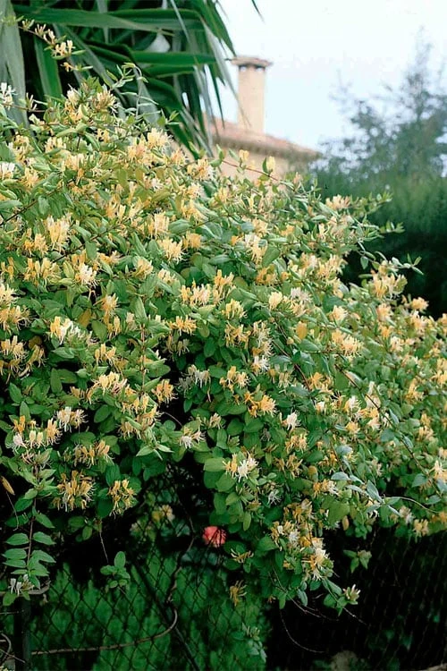 Hall's Hardy Honeysuckle Vine (Lonicera Japonica 'Halliana') - 2 Gallon Pot - Image 5