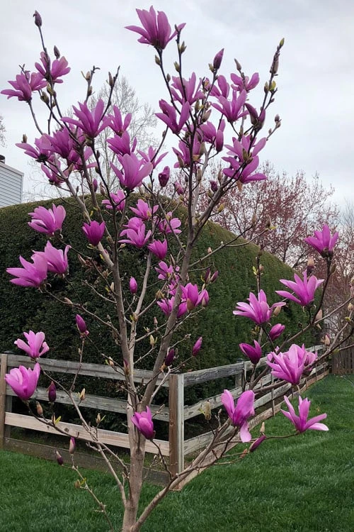 Ann Magnolia Tulip Tree - 2 Gallon Pot - Image 4