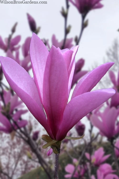 Ann Magnolia Tulip Tree - 5 Gallon Pot