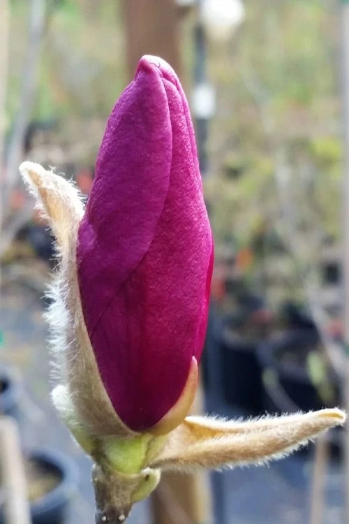 Betty Magnolia Tulip Tree - 3 Gallon Pot - Image 7