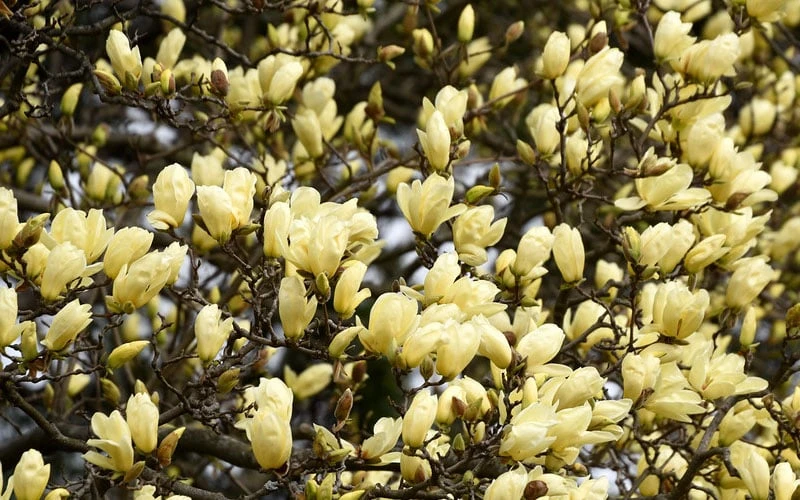 Elizabeth Magnolia (Tulip Tree) - 5 Gallon Pot - Image 8