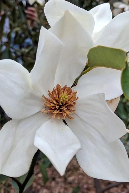 Eternal Spring Magnolia - 3 Gallon Pot - Image 4
