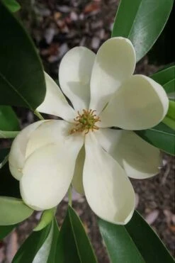Green Shadow Sweetbay Magnolia Tree (Magnolia Virginiana) - 3 Gallon Pot (3-4')