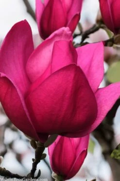 Pink Pyramid Magnolia (Tulip Tree) - 7 Gallon Pot
