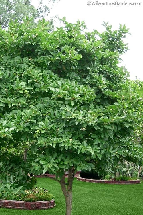 Centennial Star Magnolia - 3 Gallon Pot - Image 5