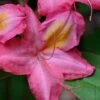 Country Cousin Pink Aromi Azalea (Rhododendron Hybrid) - 3 Gallon Pot
