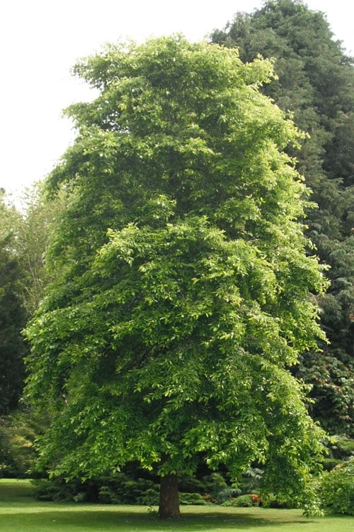 Black Gum Tupelo Tree (Nyssa Sylvatica) - 1 Gallon Pot - Image 4