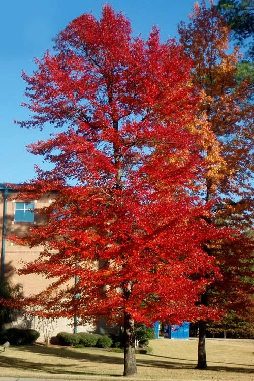 Black Gum Tupelo Tree (Nyssa Sylvatica) - 1 Gallon Pot - Image 6