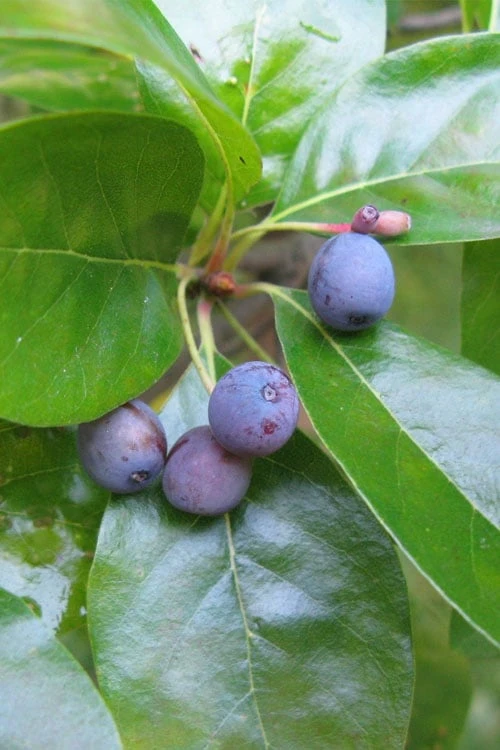 Black Gum Tupelo Tree (Nyssa Sylvatica) - 1 Gallon Pot - Image 8