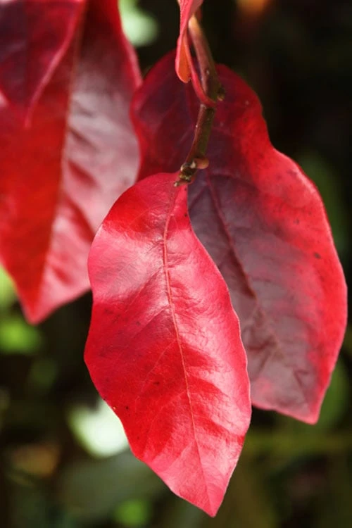 Black Gum Tupelo Tree (Nyssa Sylvatica) - 1 Gallon Pot - Image 9