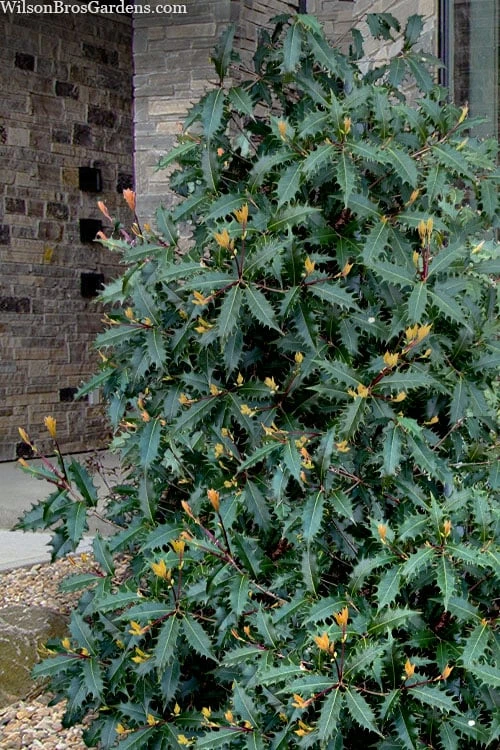 Jim Porter Sweet Toothed Tea Olive - 3 Gallon Pot - Image 4