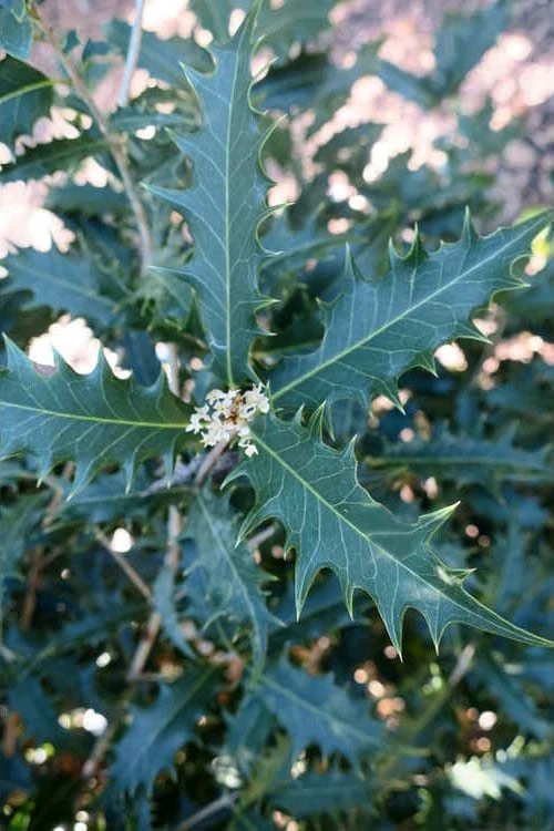 Jim Porter Sweet Toothed Tea Olive - 3 Gallon Pot - Image 6