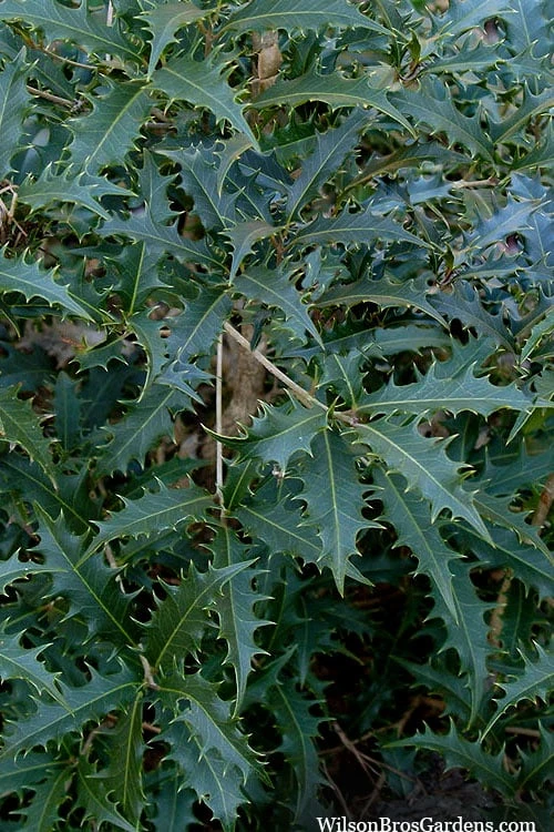 Jim Porter Sweet Toothed Tea Olive - 3 Gallon Pot - Image 5