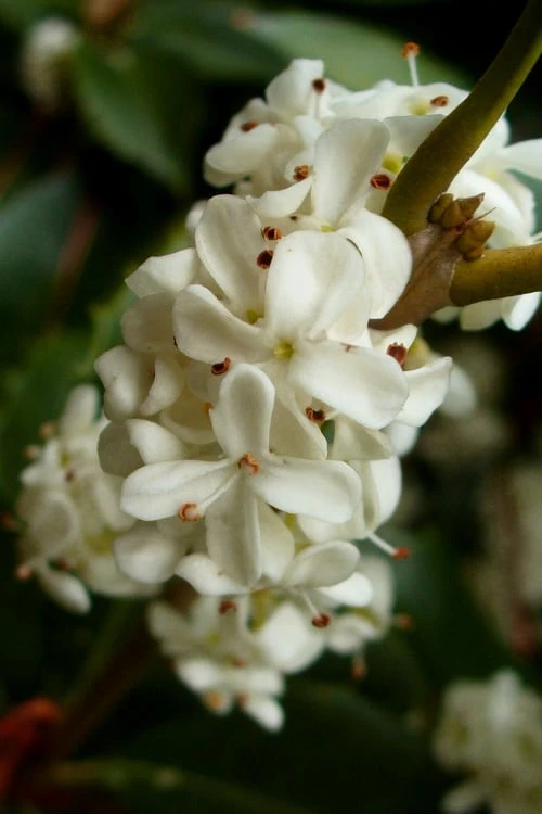 Fortune's Cold Hardy Tea Olive (Fragrant Osmanthus) - 7 Gallon Pot (5-6') - Image 5