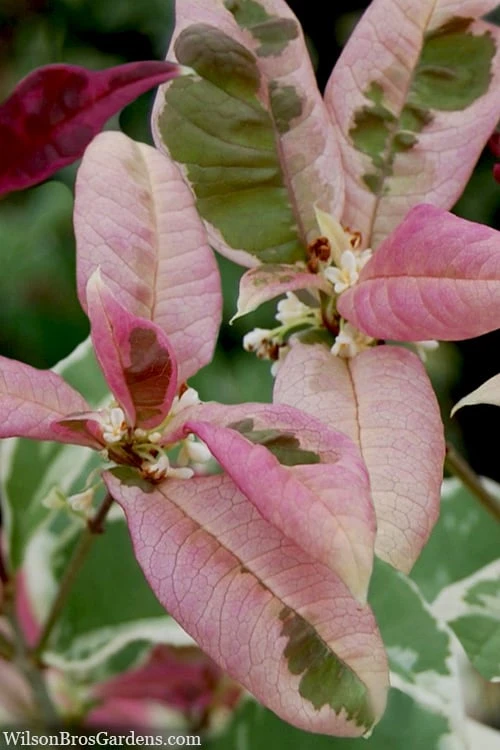 Pink Flush Variegated Tea Olive (Osmanthus Fragrans 'Yinbi Shuanghui') - 6 Pack Of 1 Gallon Pots - Image 6