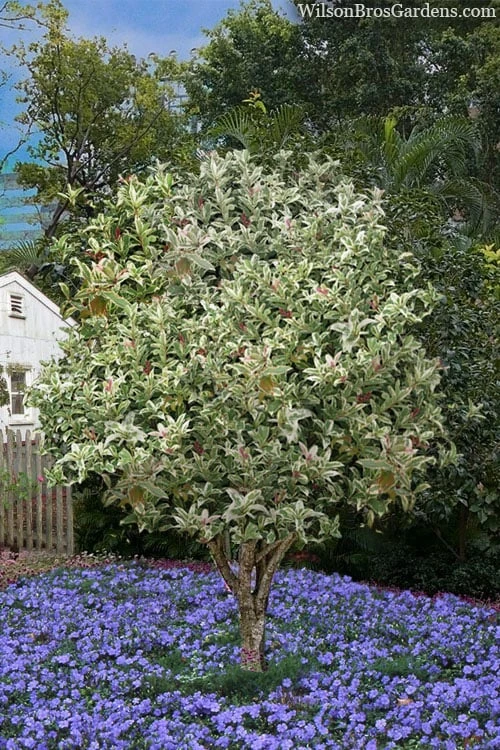 Pink Flush Variegated Tea Olive (Osmanthus Fragrans 'Yinbi Shuanghui') - 6 Pack Of 1 Gallon Pots - Image 4