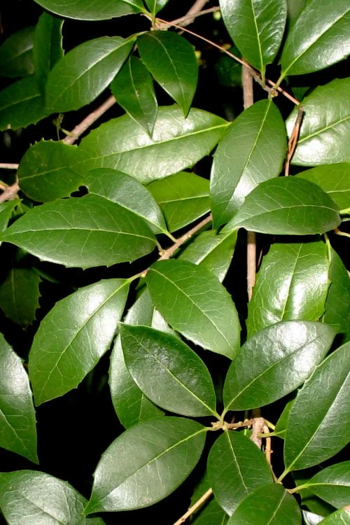 Fruitland's Fortune Tea Olive (Fragrant Osmanthus) - 3 Gallon Pot - Image 5