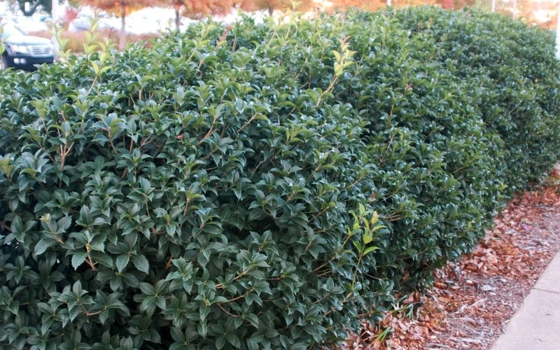 Fruitland's Fortune Tea Olive (Fragrant Osmanthus) - 3 Gallon Pot - Image 6