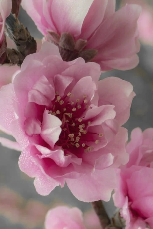 Corinthian Flowering Peach Tree - 3 Gallon Pot (4-5') - Image 4