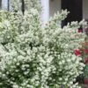 Blizzard Mock Orange (Philadelphus) - 5 Gallon Pot