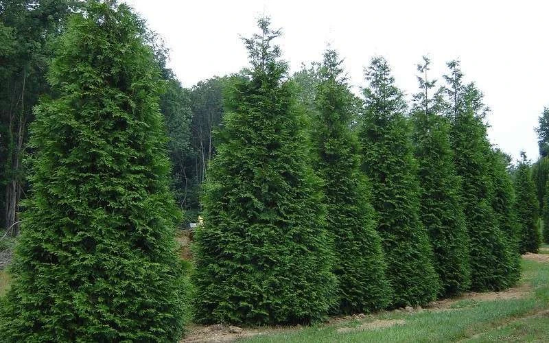 Green Giant Arborvitae (Thuja) - 5 Gallon Pot - Image 4