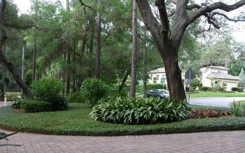 Asian Jasmine - Asiatic Jasmine - 18 Count Flat Of Pint Pots - Image 4