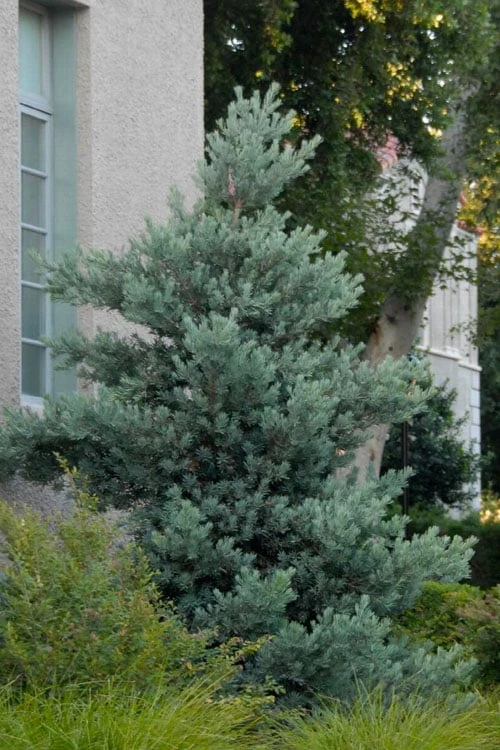 Blue Podocarpus Yew - 3 Gallon Pot - Image 5