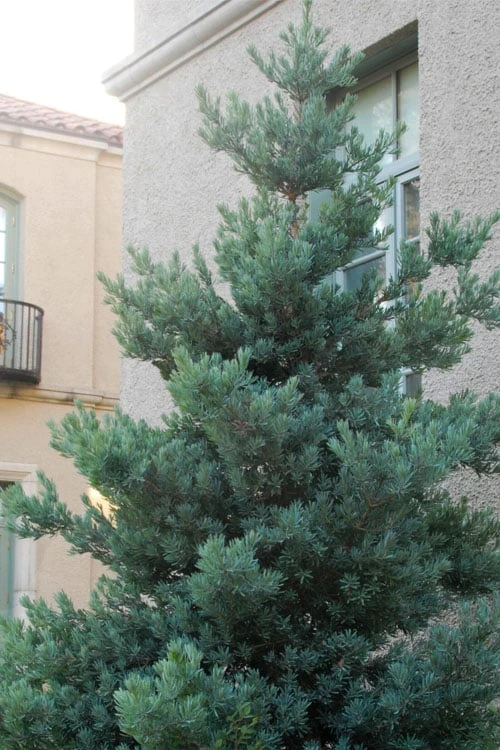 Blue Podocarpus Yew - 3 Gallon Pot