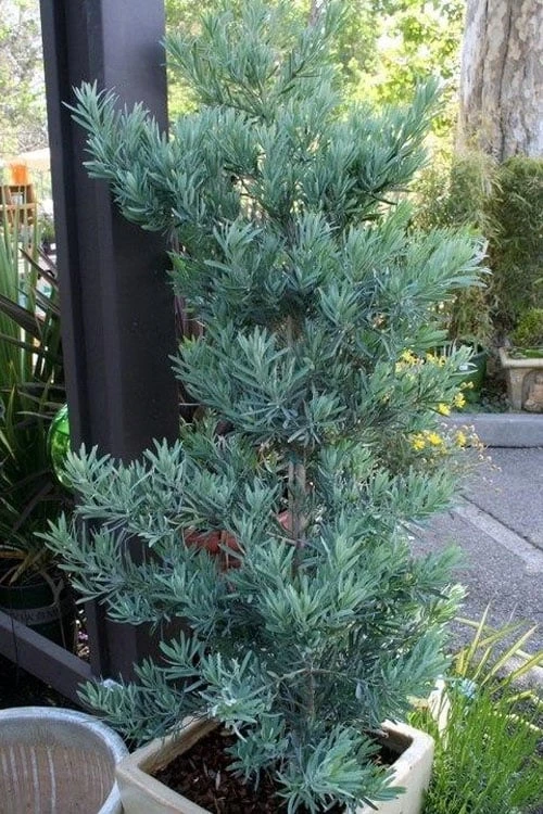 Blue Podocarpus Yew - 3 Gallon Pot - Image 7