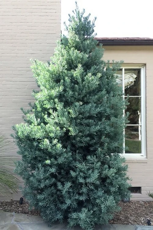 Blue Podocarpus Yew - 3 Gallon Pot - Image 4