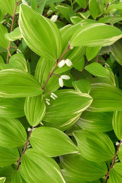 Fragrant Variegated Solomons Seal (Polygonatum Odoratum) - 5 Pack Of Quart Pots - Image 7
