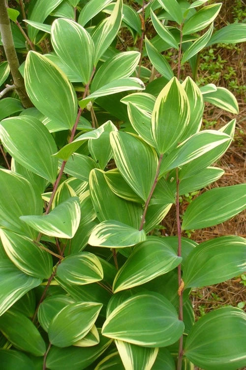 Fragrant Variegated Solomons Seal (Polygonatum Odoratum) - 5 Pack Of Quart Pots - Image 4