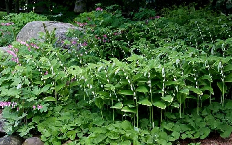 Fragrant Variegated Solomons Seal (Polygonatum Odoratum) - 5 Pack Of Quart Pots - Image 5