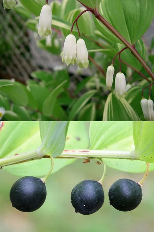 Fragrant Variegated Solomons Seal (Polygonatum Odoratum) - 5 Pack Of Quart Pots - Image 6