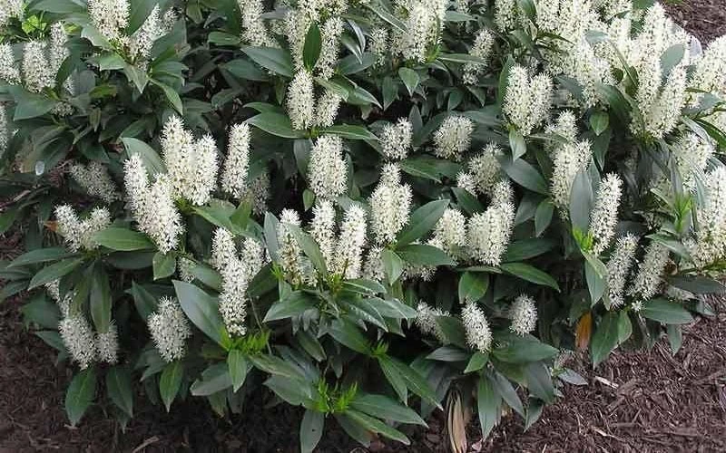 Zabel Laurel (Prunus Laurocersasus 'Zabeliana') - 6 Pack Of 1 Gallon Pots - Image 5