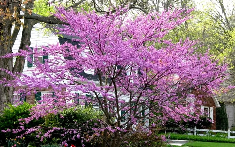 Eastern Redbud - 3 Gallon Pot - Image 6