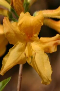 Appalachian Gold Aromi Azalea (Rhododendron Hybrid) - 3 Gallon Pot