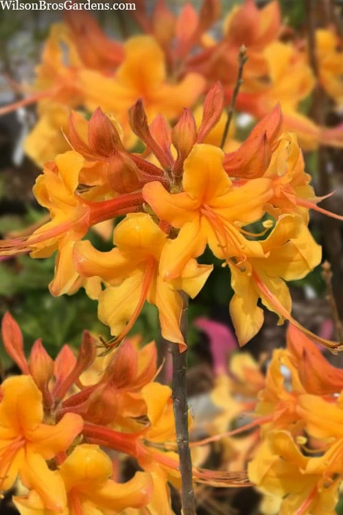 Kate Native Azalea (Rhododendron Hybrid) - 3 Gallon Pot